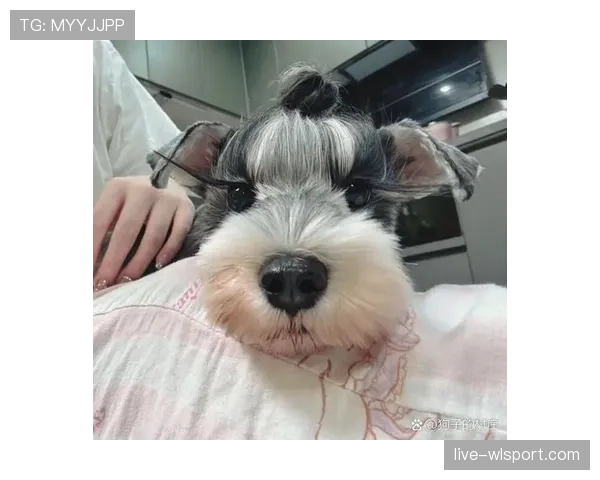 高磊家的狗都比我们活得精致